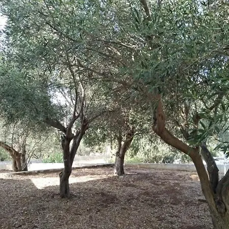 White Villa With Olive Trees 1Km To Beach Panagia